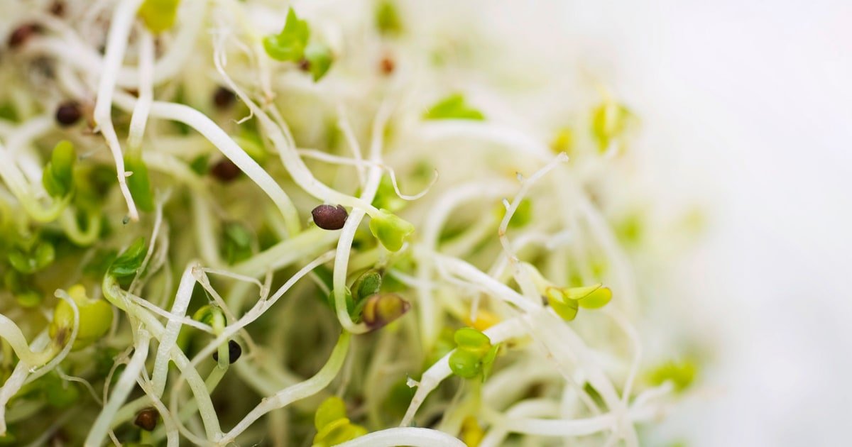 Salad on Steroids: Sprouts Cause a Double Whammy of E. Coli and Salmonella – Because Nothing Says ‘Fresh’ Like a Dinner Party of Bugs